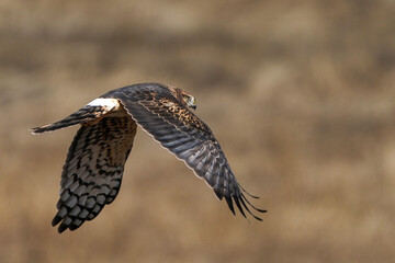 Northern Harrier