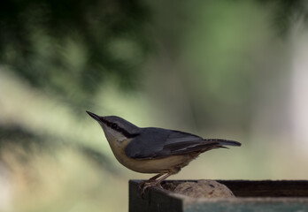 A nuthatch sit on the ground in Jena