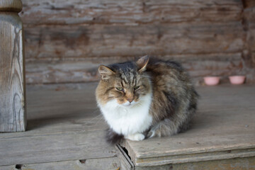 The cat in the village. Domestic cat sits on a wooden surface. Cute fluffy hunter. The cat is resting on the street. Elderly pet.