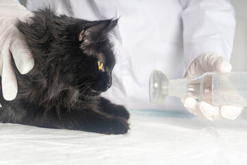 Treating a cat for asthma with an inhaler.