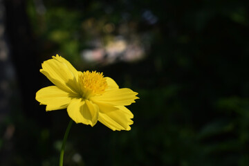 Daisy yellow flowers in the garden
