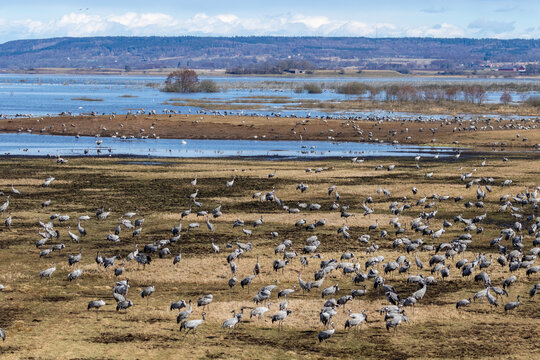 Common cranes on a field by Hornborgasjön lake in Sweden on a sunny day. Cranes gather here by the thousands each spring.