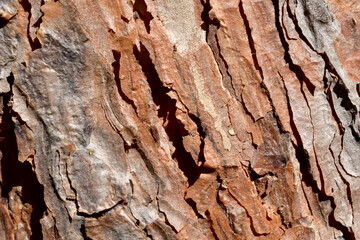 Macro shot of the bark of a pine trunk.