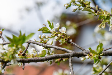 Kirschenbaum in voller Blüte