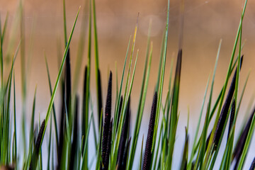 seagrass