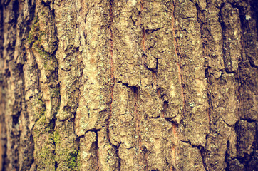 background of bark