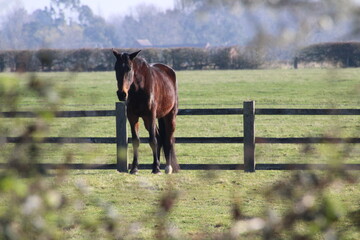Naklejka premium horse in a field