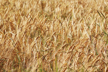 A field with ripe ears in Baden-Wuerttemberg, Germany