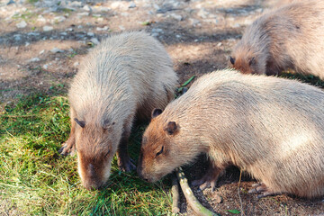 Family of capybara in the national park. Capybara animal in the zoo. Young capybaras playing.
