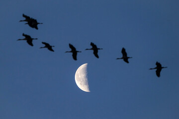 Sandhill Cranes - Moon