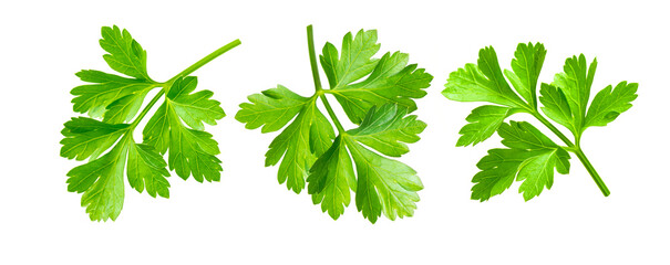 Parsley herb isolated on white background