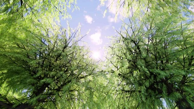 A camera view from directly below a forest canopy, looking up at the sun as it shines down through the branches of the trees.