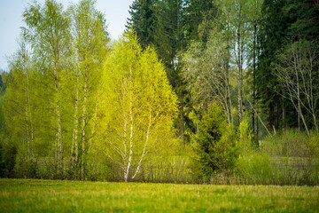 Fototapeta na wymiar A beautiful, freshly blooming birch trees in spring. New green birch leaves in morning light. Springtime scenery of Northern Europe.