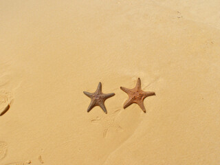 Fototapeta na wymiar Starfish washed up on the sandy beach of Moreton Island, Brisbane, Queensland, Australia
