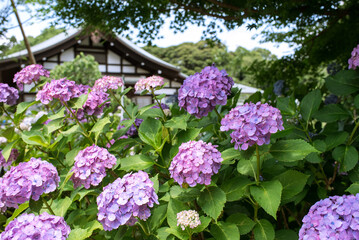 Hydrangea flowers and temple roof in Japan　千葉県 本土寺のあじさい 紫陽花