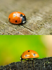 two ladybugs