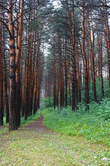 Amazing path in the pine forest after rain.