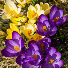 Bunte Krokusse im Frühling als Blumenhintergrund 