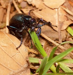 Meloe or as Oil beetle