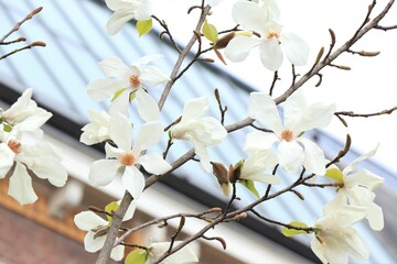 Star Magnolia Flowers in Amsterdam