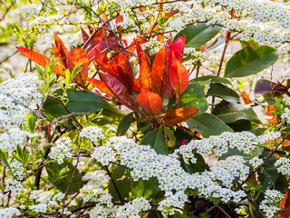 Spring sketch:  red leaves among white inflorescences of blooming plants