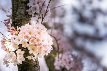 Japanese cherry blossom garden in the Amsterdam forest