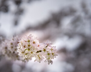 Obraz premium Japanese cherry blossom garden in the Amsterdam forest