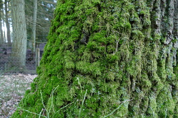 Wald in der Elbtalaue bei Gorleben 11