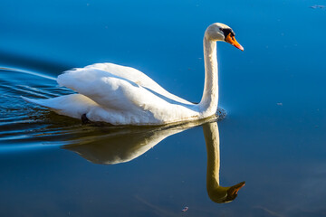 White swan swimming on lake symmetrically reflected in blue water