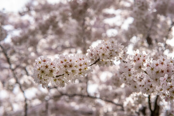 Japanese cherry blossom garden in the Amsterdam forest