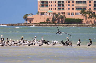 Pelican and Royal Tern Colony Off the Shores of Marco Island, Florida, USA