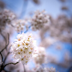 Japanese cherry blossom garden in the Amsterdam forest