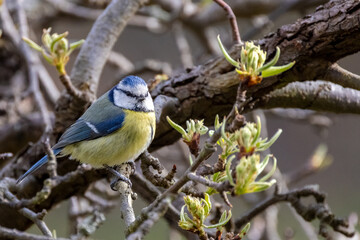 Cute little blue tit sitting on a tree branch with some bud. Horizontal Image.