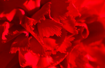 9th May. Postcard for the Victory Day. Red carnation flowers close up. Macro. Memory of the Great Patriotic War. Soft Focus. Flatly