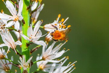 Bombus centralis on branched asphodel - Asphodelus ramosus 