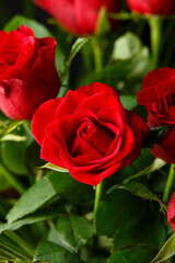 Closeup of a beautiful red roses bouquet . Floral background.