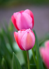 purple pink tulips growing in spring garden