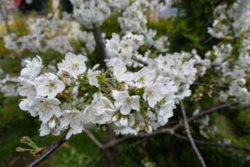 Kirschblüten