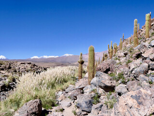 Desert mountain landscape with cactus and pampas grass, Atacama salt desert, Chile © HWL Photos