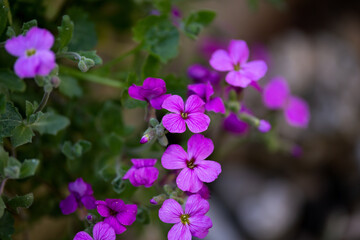 Fototapeta na wymiar purple Aubrieta rock cress flowers in spring garden