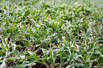 winter cereals