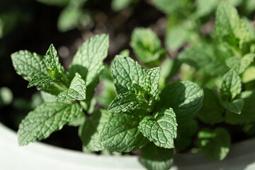 Fresh spring green peppermint leaves close-up as natural background