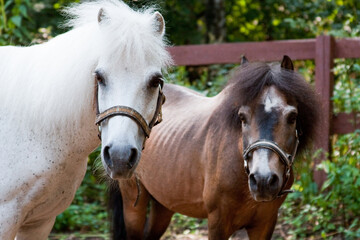 Obraz premium Two ponies, white and brown, look to one side