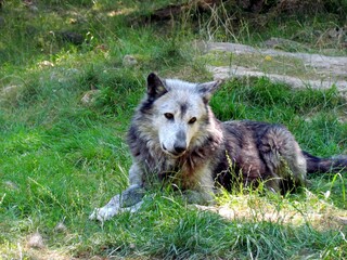 Fototapeta premium loup