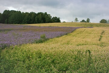 Fototapeta na wymiar field of purple flowers