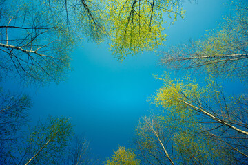 A beautiful, freshly blooming birch trees in spring. New green birch leaves in morning light. Springtime scenery of Northern Europe.