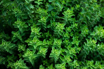 oregano plant