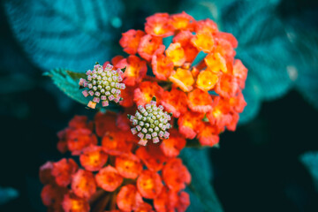 red and yellow lantana camara flowers