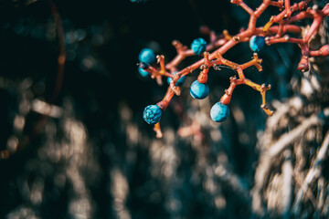 blue fruits with red branches by parthenocissus