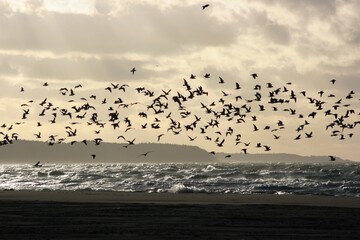 seagulls on the beach